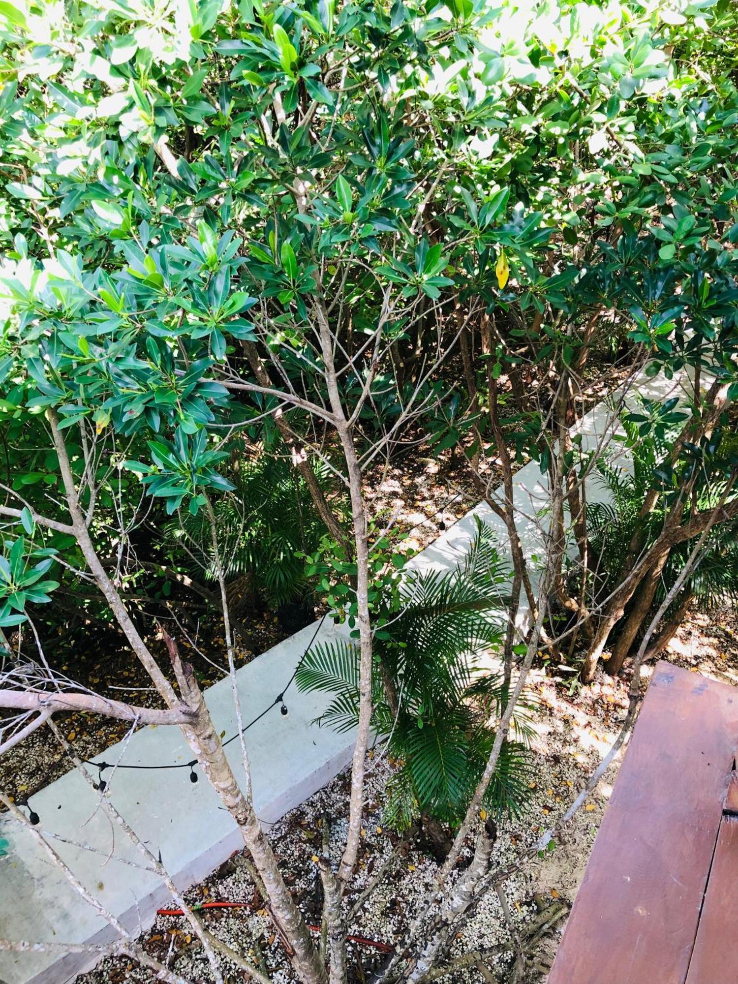 Cabanas Tulum - Aldea Mangle & Cenote Exteriör bild